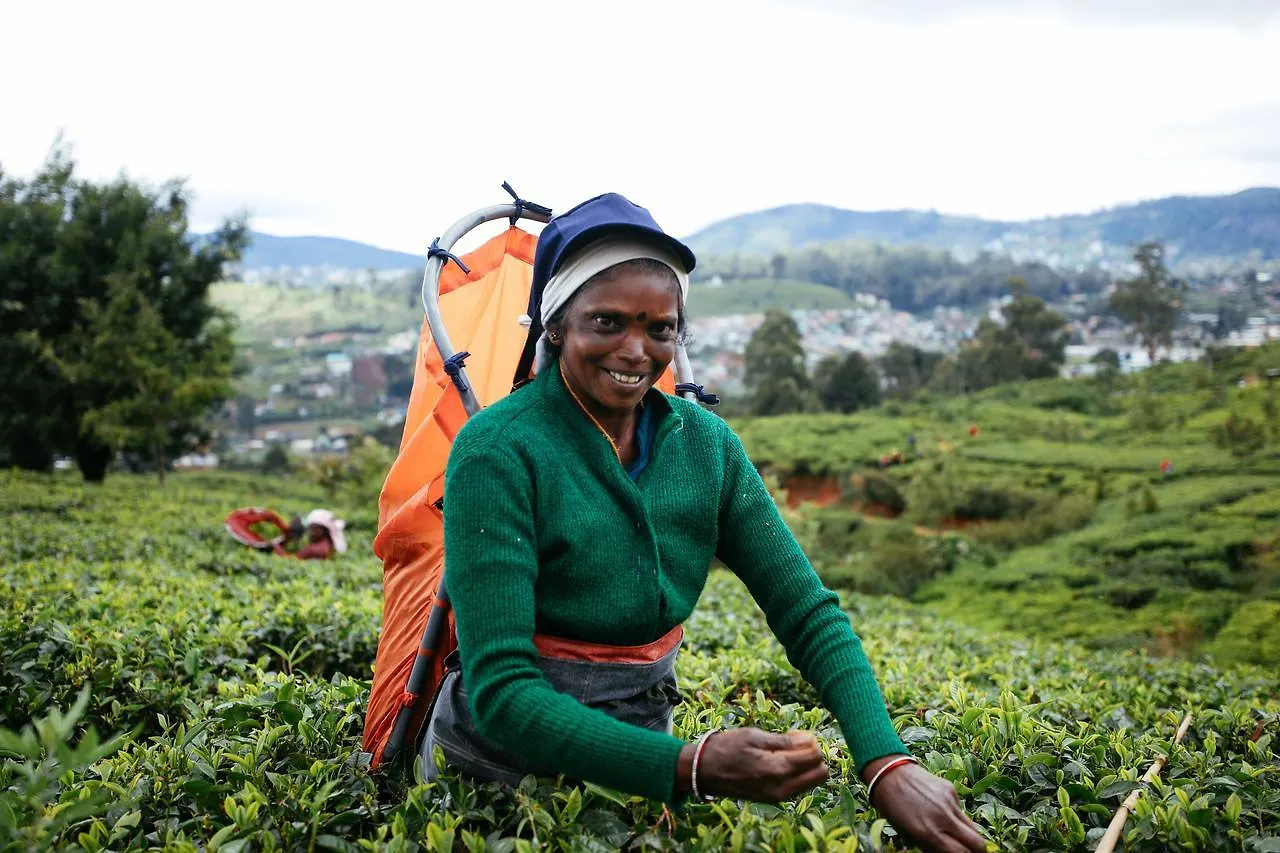Pedro View Homestay Nuwara Eliya